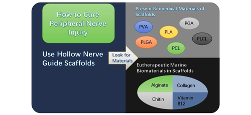 Prospective Applications of Marine Oriented Materials in the Repair of Peripheral Nerve Injury 