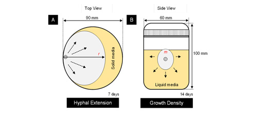 Inherent species characteristic influence and growth performance assessment for mycelium composite applications