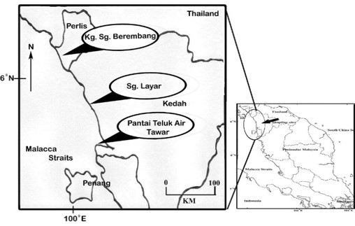 Distribution of cadmium and lead levels in the intertidal clam Glauconome virens: A biomonitoring study 
