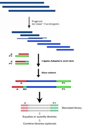 Human Mitochondrial DNA Haplogroup M5 is Associated with Type 2 Diabetes Mellitus in South Indian Population: A High-Resolution Case Control Study using Next Generation Sequencing