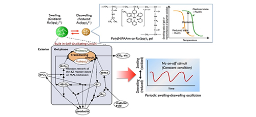 Self-oscillating polymer gels as biomimetic and smart softmaterials 