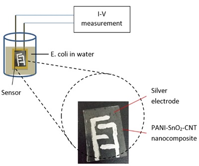 Influence of CNT Concentrations on Structural and Morphological Properties of PANI-SnO2-CNT Nanocomposite Thin Films and the Sensitivity Performance to Detect E. coli in Water