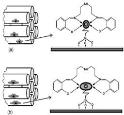 Synthesis and Characterization of Ni(II) Schiff Base Complexes onto 3-CPTMS/SBA-15