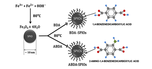 Easy-Synthesis of BDA/ABDA Functionalized Hydrophilic Superparamagnetic Iron Oxide Nanoparticles for Magnetic-Hyperthermia Application