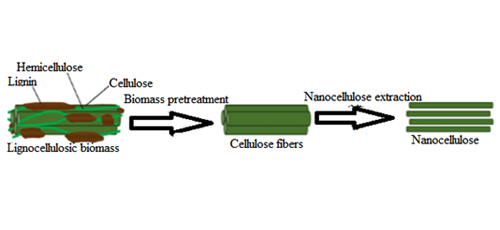 Preparation and Application of Nanocellulose (NC): Review