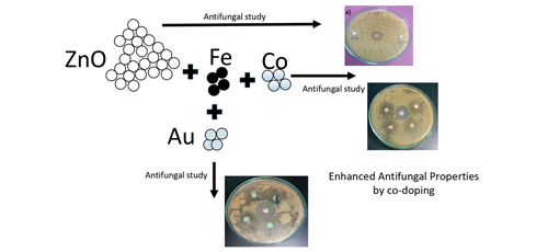 Antifungal Activity of Iron-gold and Cobalt-gold co-doped ZnO Nanoparticles