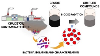 Isolation & Characterization of Hydrocarbon Degrading Bacteria: A Bio-remedial Approach to Clean-up Oil Spills