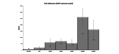 Cell study of the biomimetic modifications on a CoCrMo alloy for biomedical applications 