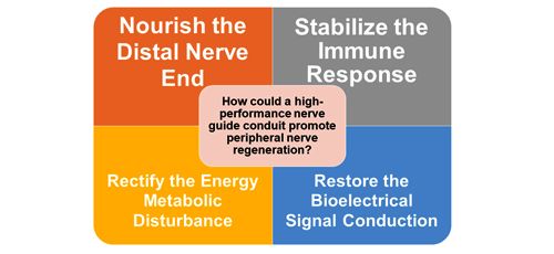 Rectify the Injury-Induced Microenvironment Imbalance in Peripheral Nerve Repair 