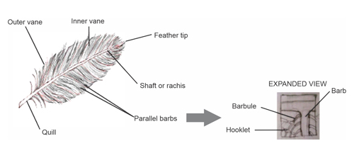 Natural Fibers as Viable Sources for the Development of Structural, Semi-Structural, and Technological Materials – A Review