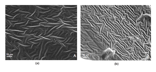 Riboflavin-UVA gelatin crosslinking: Design of a biocompatible and thermo-responsive biomaterial with enhanced mechanical properties for tissue engineering