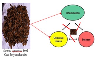 Antioxidant and Anti-inflammatory Activities of Polysaccharides from the Coat of Fermented and Unfermented Sugar Apple (Annona squamosa L.) Seed