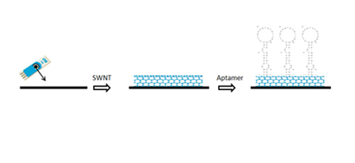 A sensitive electrochemical aptasensor based on single wall carbon nanotube modified screen printed electrode for detection of Escherichia coli O157:H7 