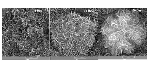Effect of Surfactant type on the Characteristics and Bioactivity of Mesoporous Bioactive Glasses 
