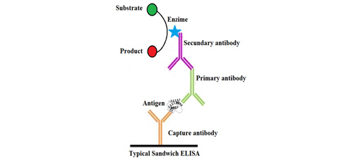 Plasmonic sensing through bioconjugation of Ag nanoparticles: Towards the development of immunoassays for ultralow quantification of antigens in colloidal dispersions 