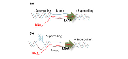 G4 self-assembly as an intrinsic nucleic acid function