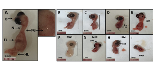 Morphological Changes in Chick Embryos Development Exposed to Electromagnetic Radiation Emitted by Smart Mobile Phones