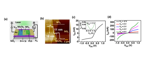 Broadband and fast photodetectors based on multilayer p-MoTe<sub>2</sub>/n-WS<sub>2</sub> heterojunction with graphene electrodes