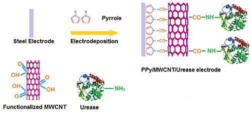 Polypyrrole/MWCNT nanobiocomposite based electrochemical urease biosensor