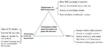 The Known Mechanisms Behind Nanoceria Improved Plant Salt Tolerance