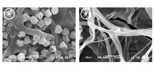 In-soil Biodegradation Behavior of Chitosan-Coated Phosphorylated Starch Films