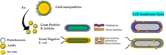 Green Synthesis of Gold Nanoparticles using Aloe Vera Leaf Extracts and its Antibacterial Activity